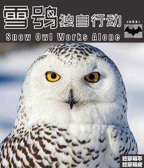雪鸮突击大队
